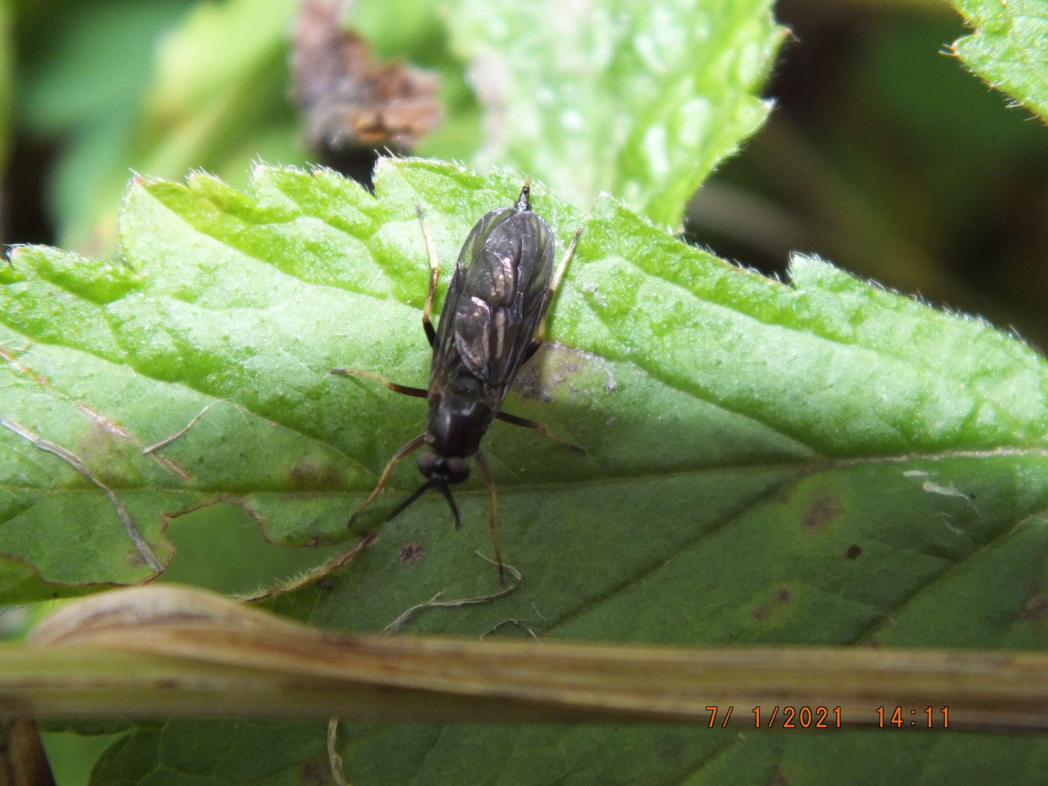 Image of Rachicerus obscuripennis (Loew 1863)