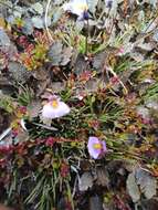 Plancia ëd Utricularia dichotoma subsp. novae-zelandiae