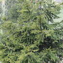 Image of Picea abies var. abies