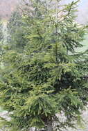 Image of Picea abies var. abies