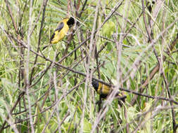 Image of Black-headed Siskin