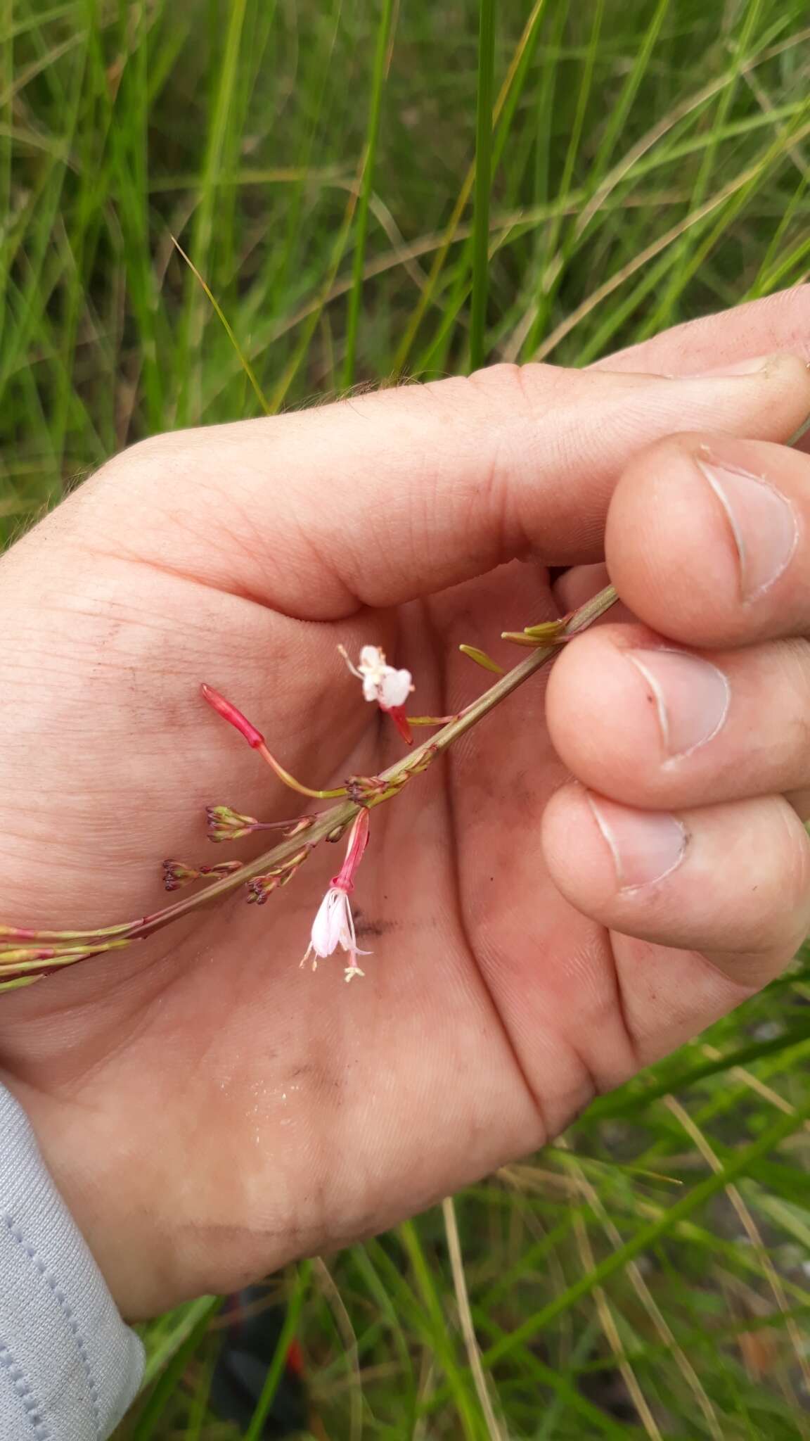 Sivun Oenothera simulans (Small) W. L. Wagner & Hoch kuva