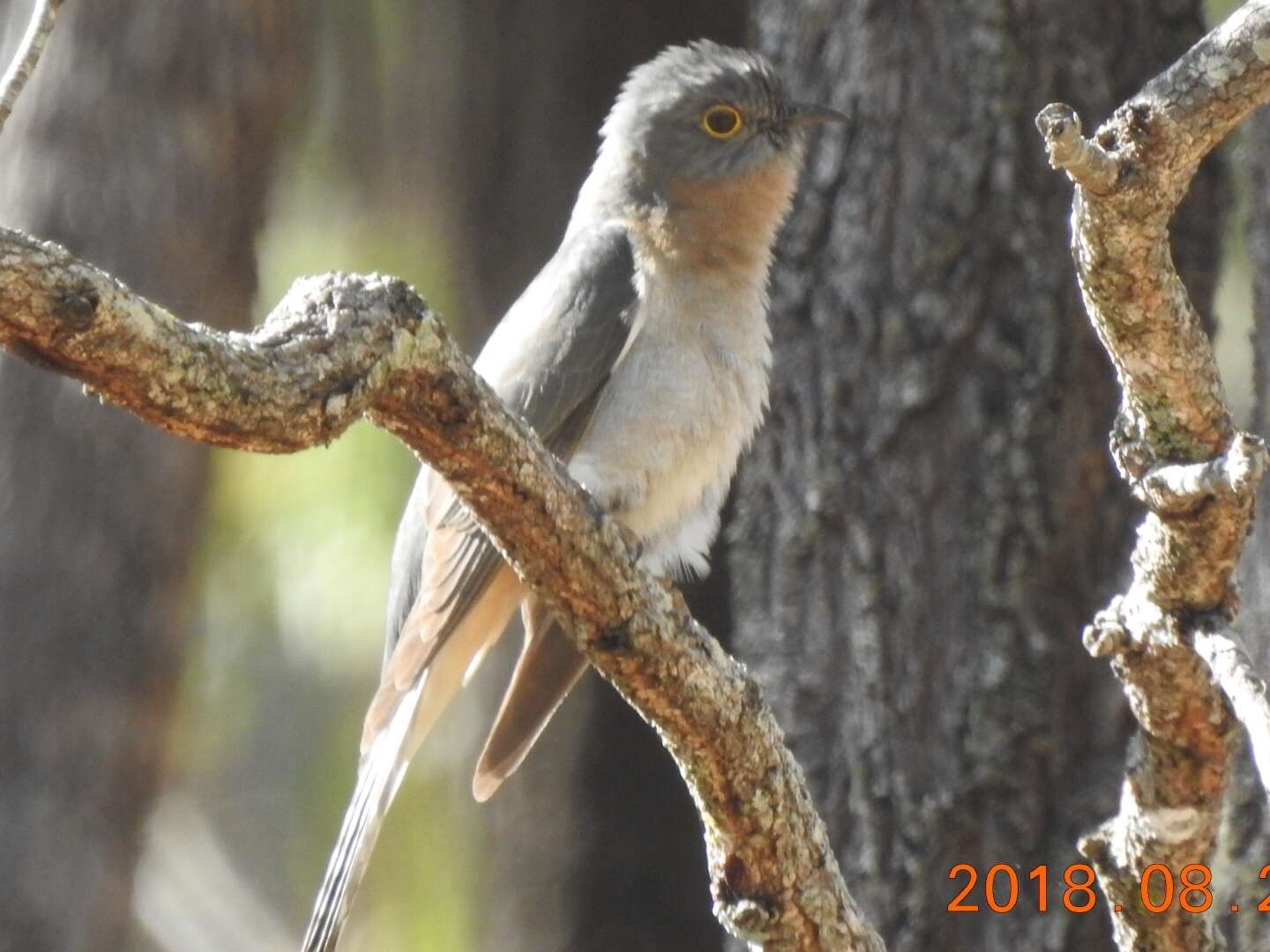 Image of Fan-tailed Cuckoo