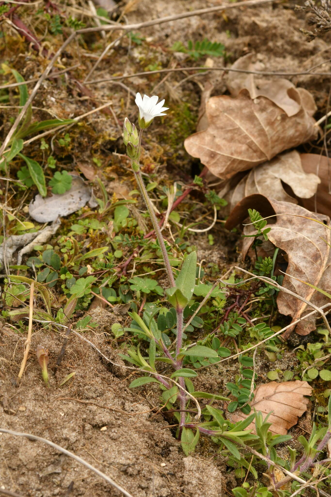 Plancia ëd Cerastium arvense subsp. arvense