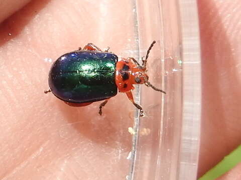 Image of flea beetle