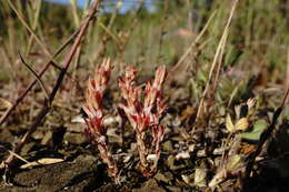 Image de Sedum aetnense Tineo