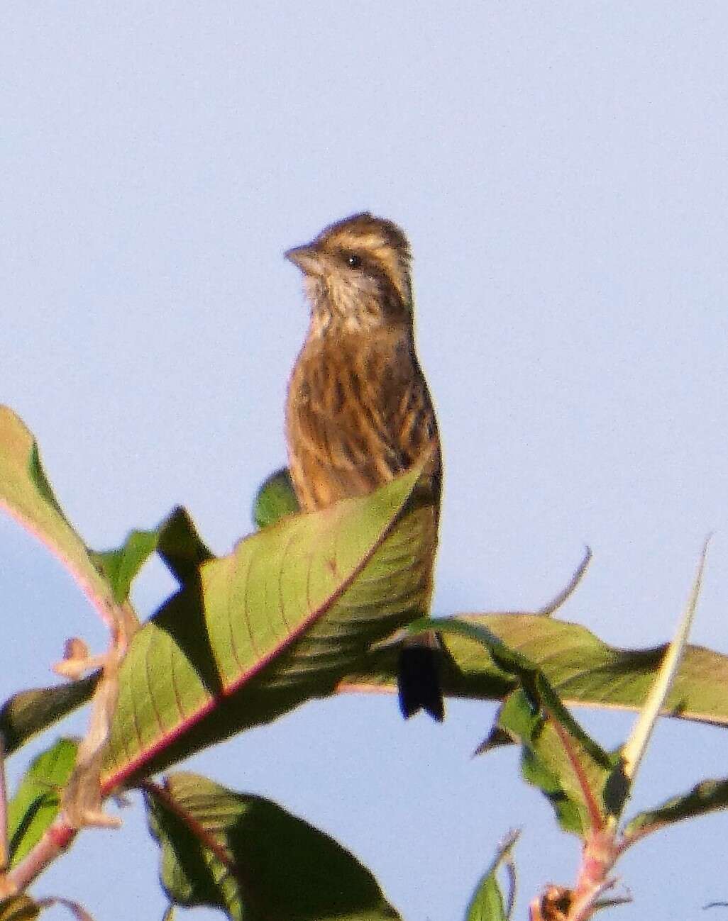 Image of Himalayan White-browed Rosefinch