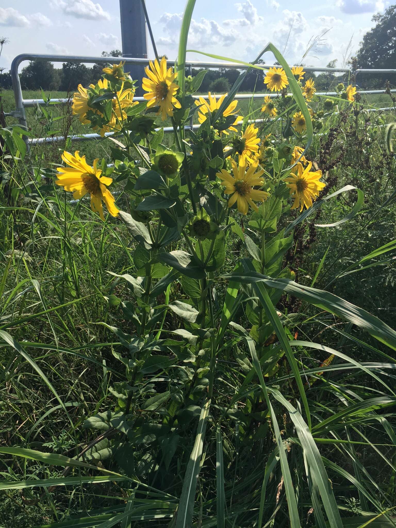 Silphium integrifolium var. laeve Torr. & A. Gray resmi