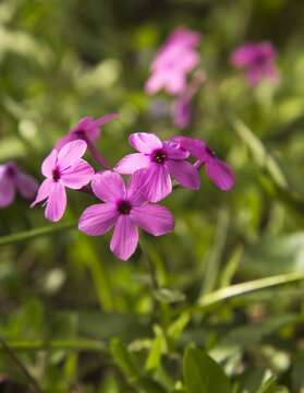 Image of creeping phlox