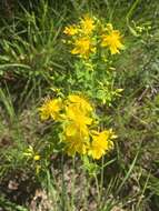 Imagem de Hypericum pseudomaculatum Bush