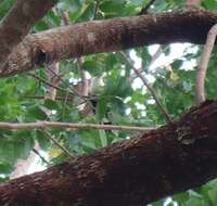 Image of White-necked Coucal