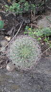 Image of Gymnocalycium saglionis (F. Cels) Britton & Rose