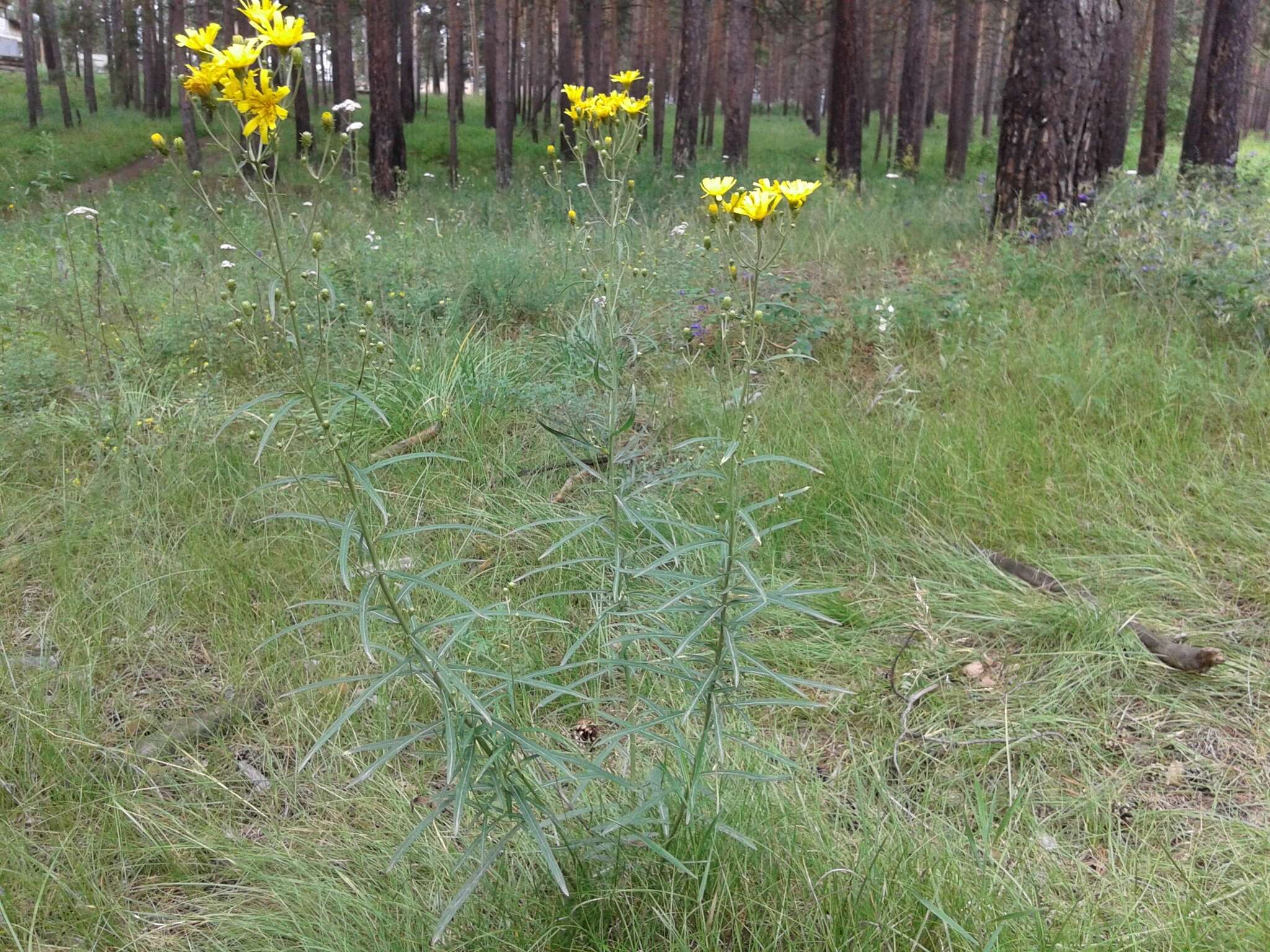 Image of Hieracium umbellatum subsp. filifolium (Üksip) Tzvel.