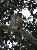 Image of Great Potoo