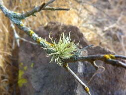 Image of cartilage lichen