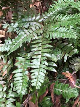 Image of Broad-Leaf Maidenhair