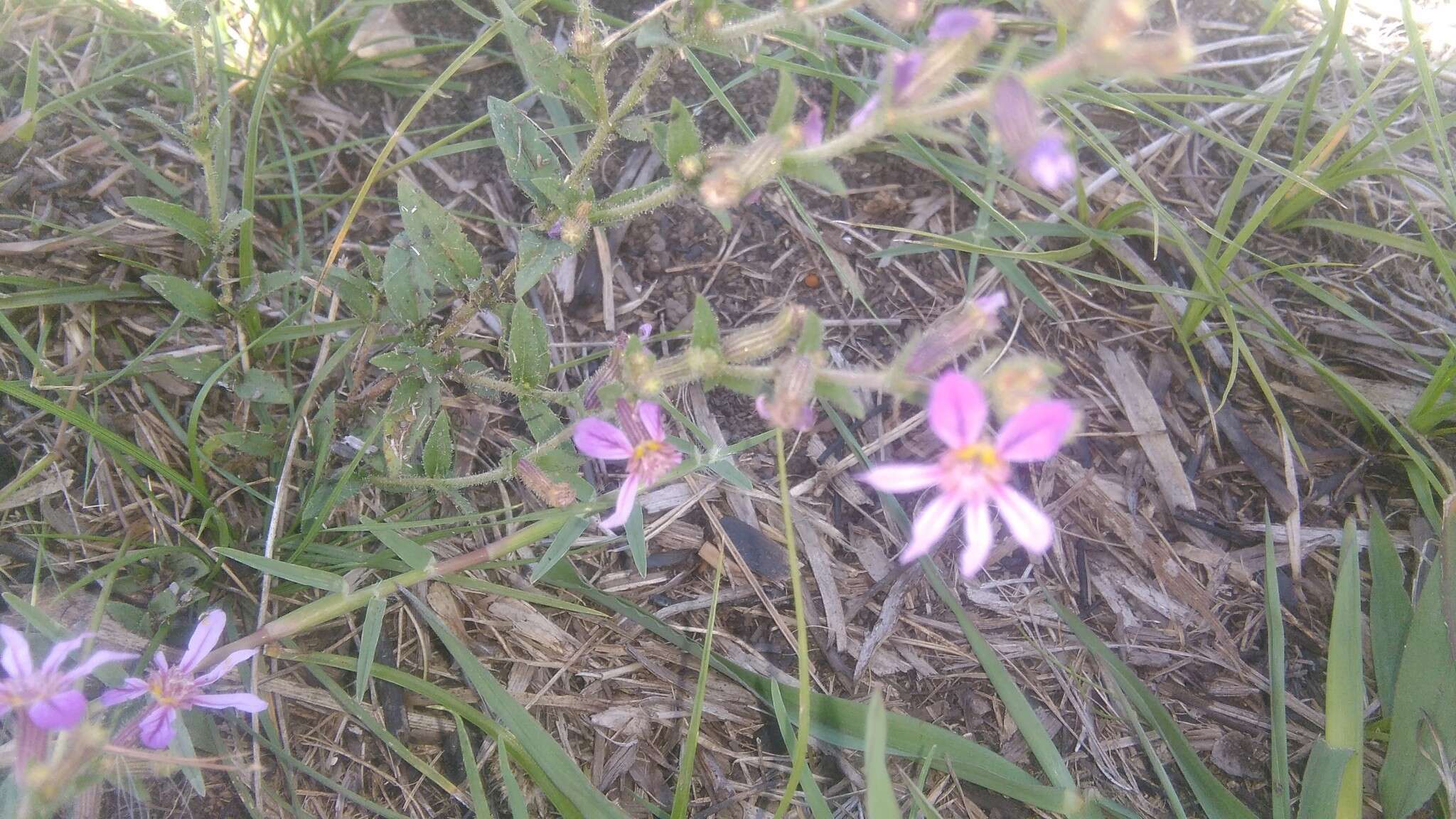 Image of Sticky Waxweed