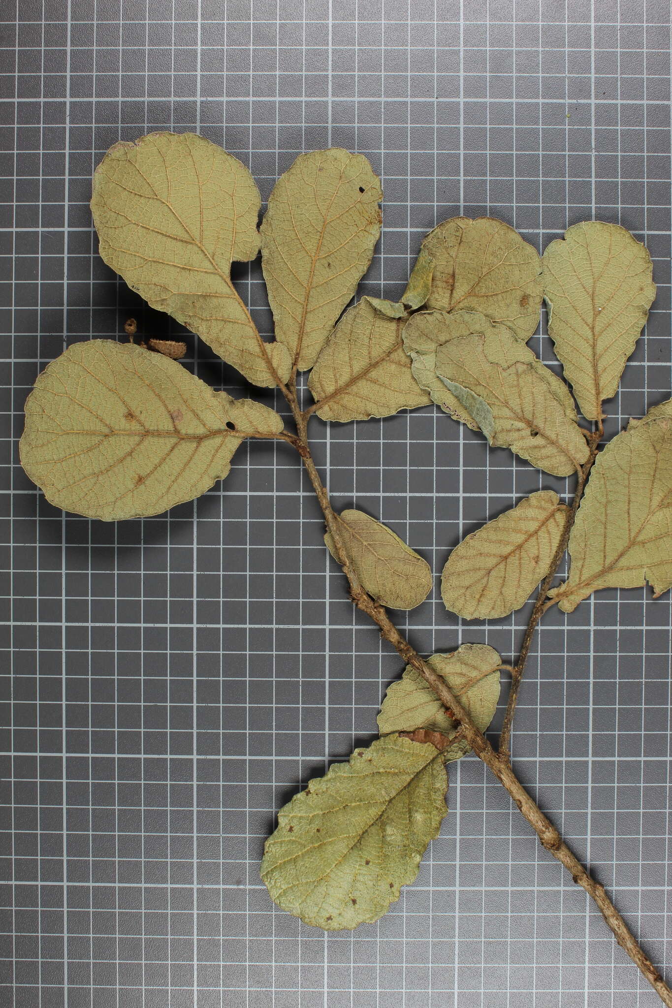 Image of Quercus obtusata Bonpl.