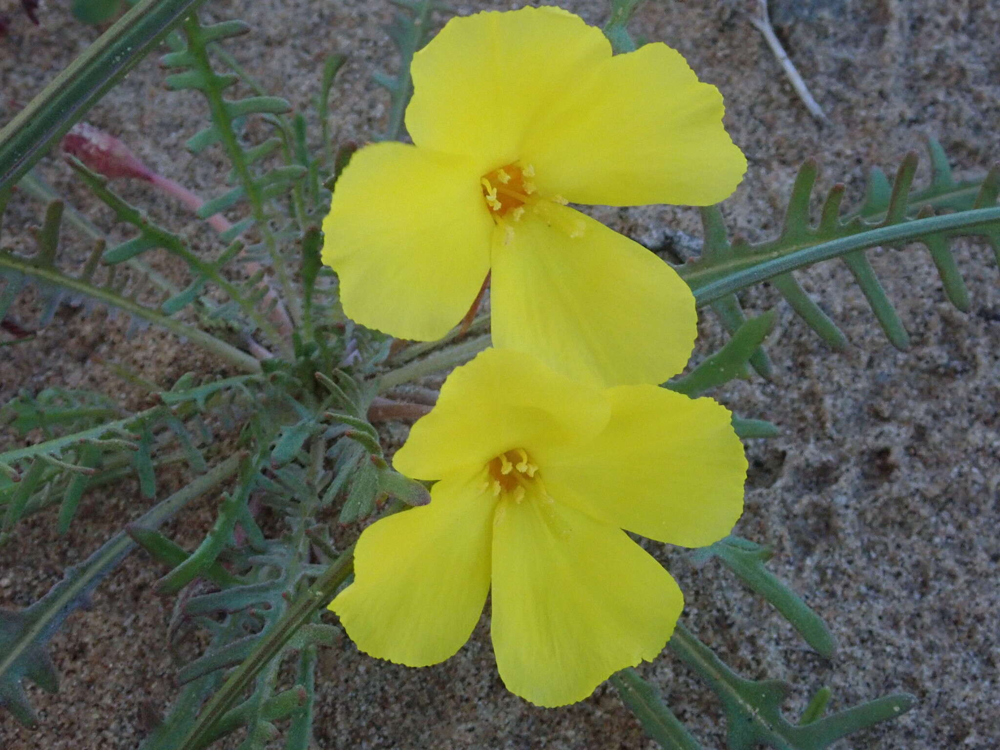 Eulobus sceptrostigma (Brandegee) W. L. Wagner & Hoch resmi