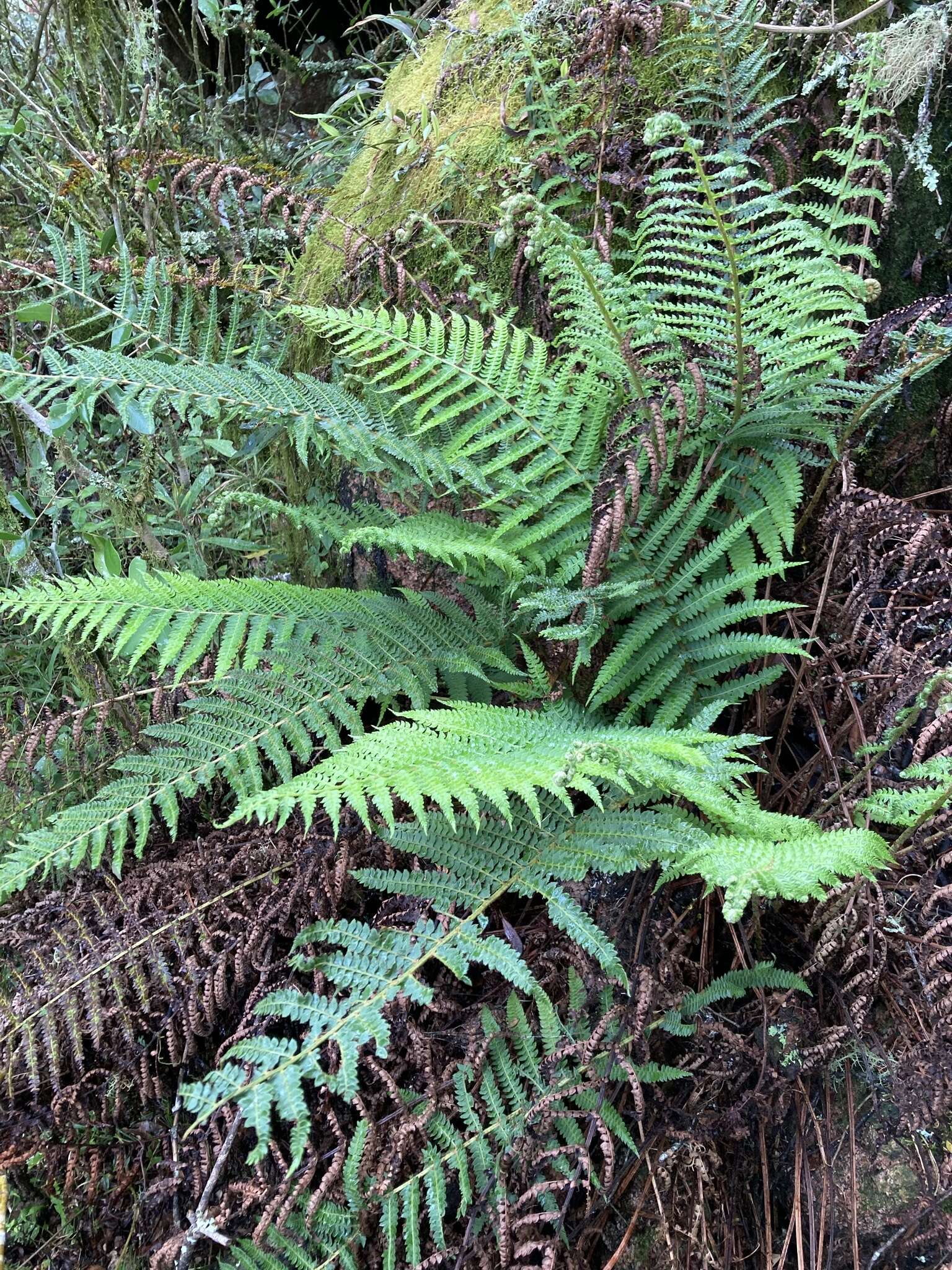 Image of Polystichum montevidense (Spreng.) Rosenst.