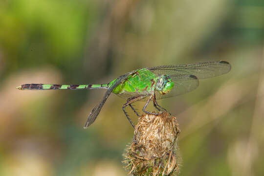 Image of Great Pondhawk