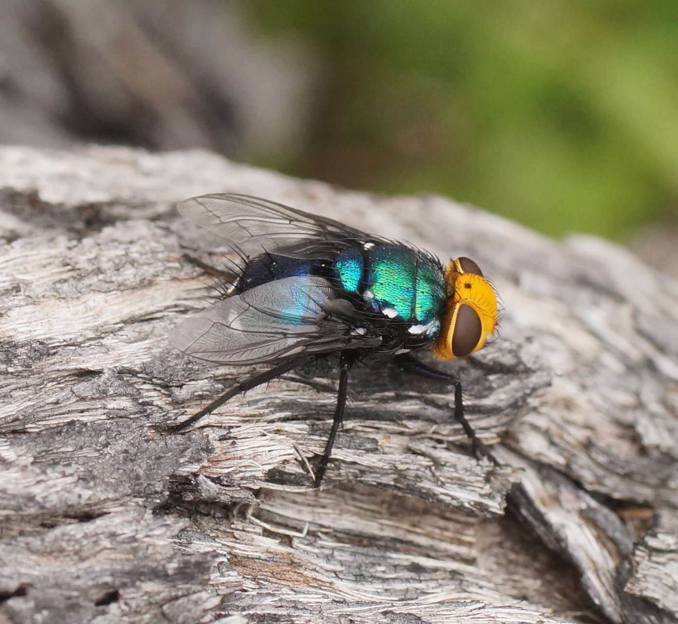 Слика од Amenia imperialis Robineau-Desvoidy 1830