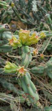 Image of Thornber's buckhorn cholla