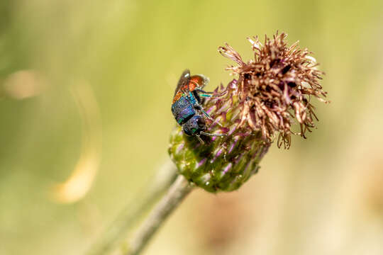 Image of <i>Chrysis scutellaris</i>