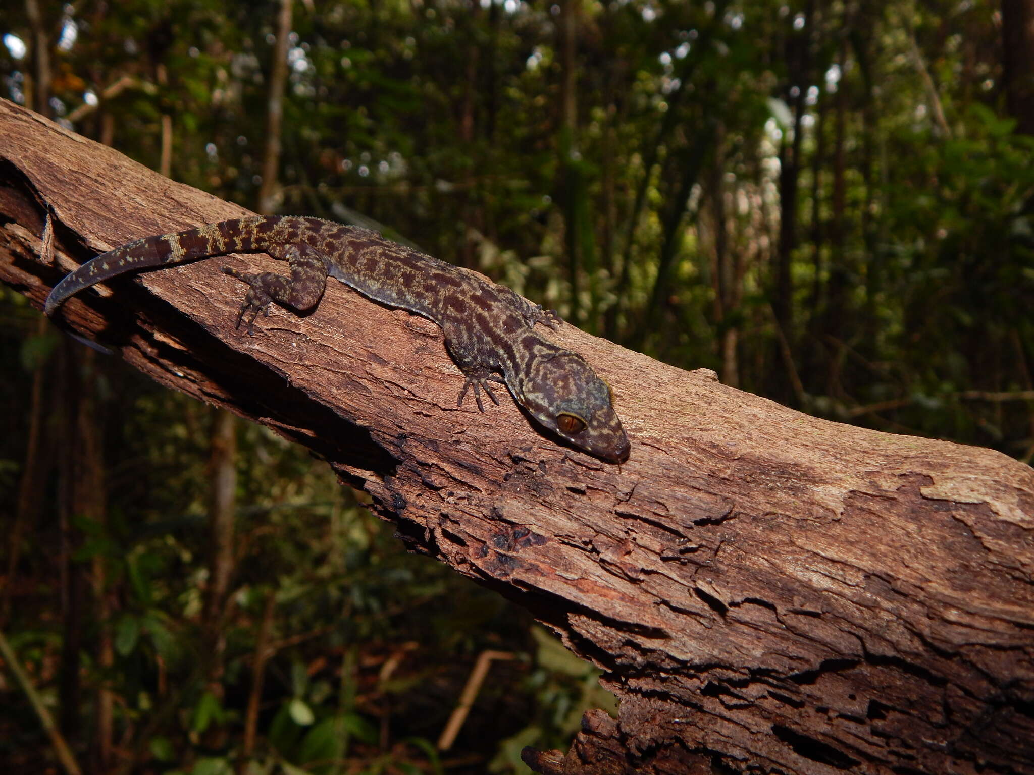 Image of Cyrtodactylus majulah Grismer, Wood & Lim 2012