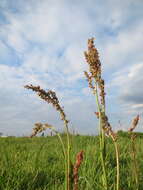 Plancia ëd Rumex acetosa L.