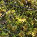 Imagem de Sphagnum cyclophyllum Sullivant & Lesquereux ex A. Gray 1856