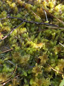 Imagem de Sphagnum cyclophyllum Sullivant & Lesquereux ex A. Gray 1856