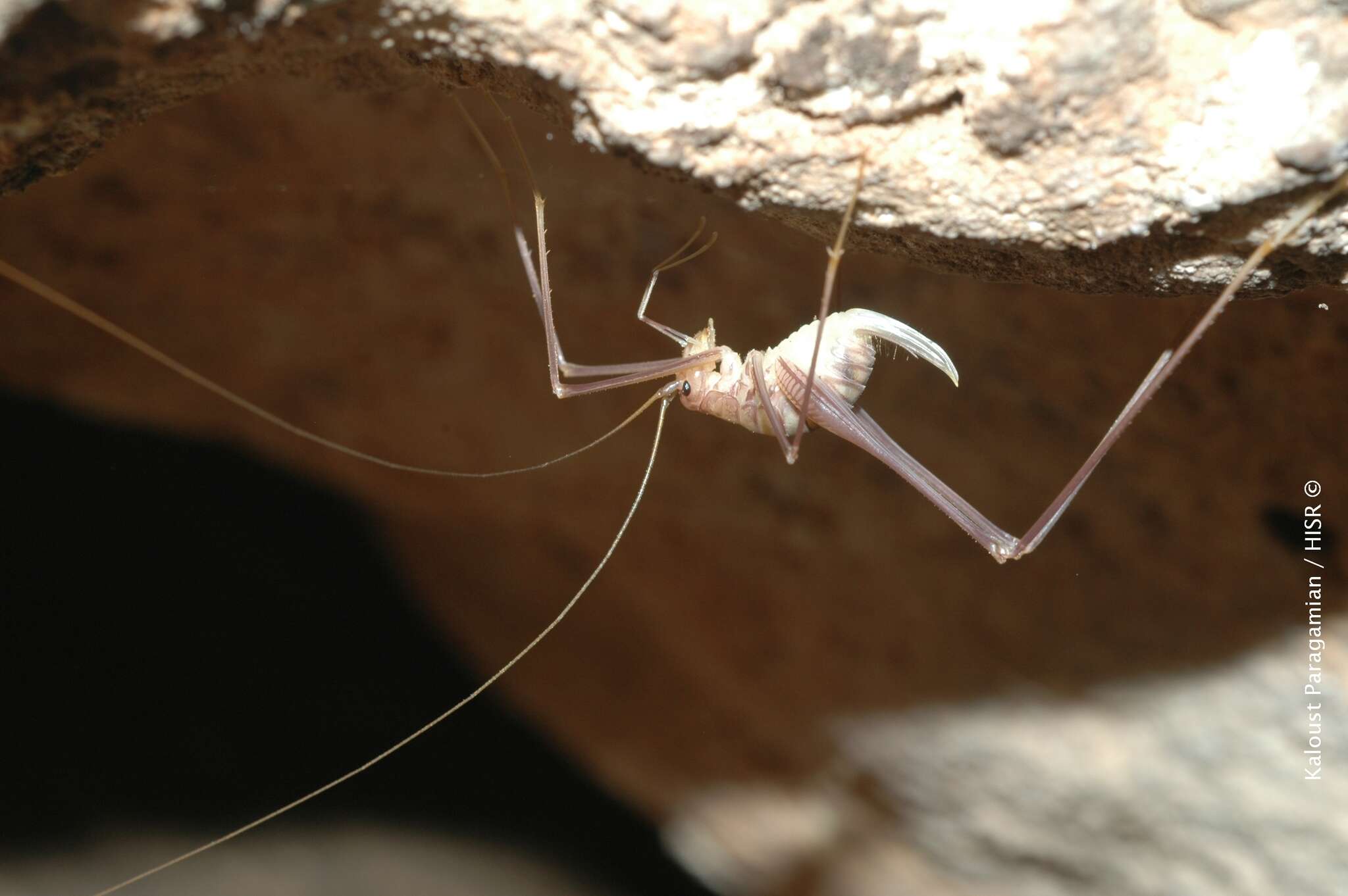 Image of Dolichopoda (Dolichopoda) paraskevi Boudou-Saltet 1973