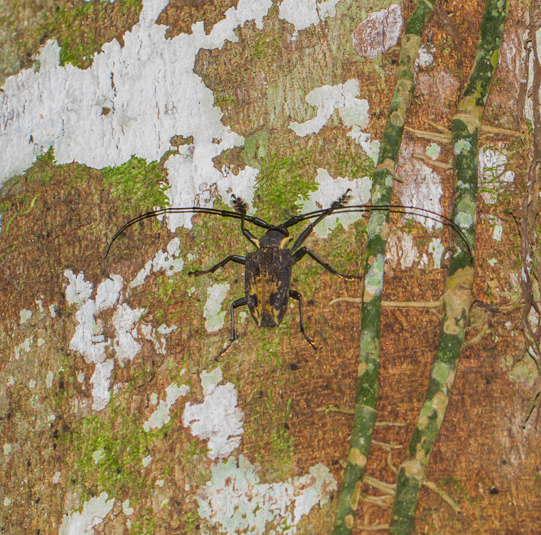 Слика од Polyrhaphis pilosa Lane 1965