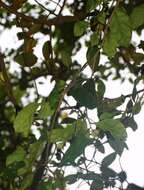 Ficus tinctoria subsp. gibbosa (Bl.) Corner resmi