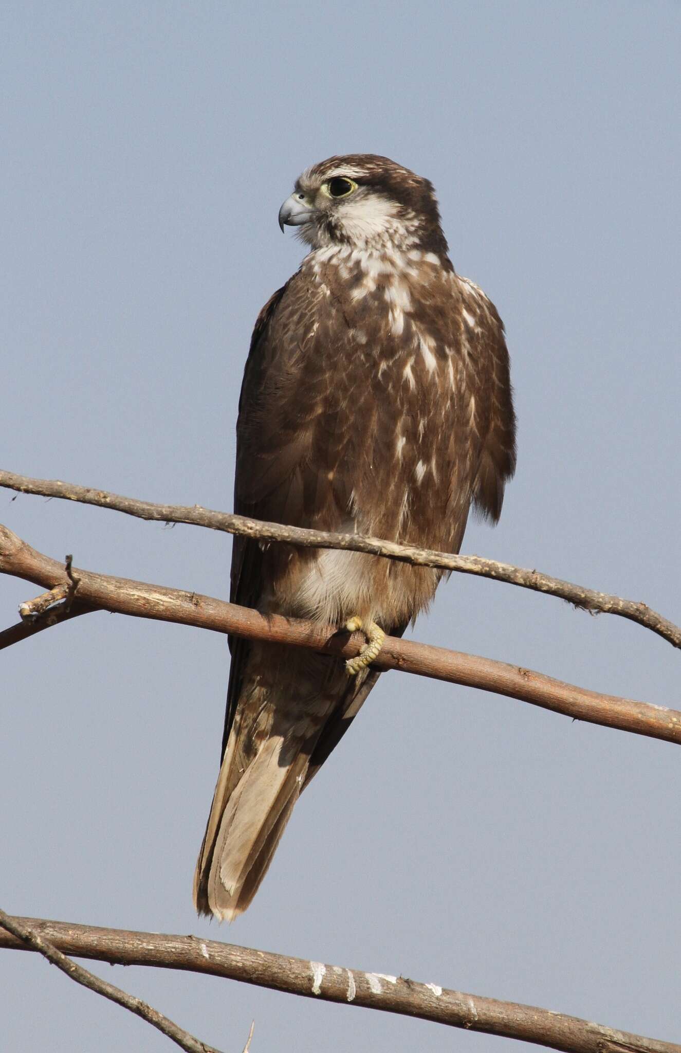 Image of Laggar Falcon