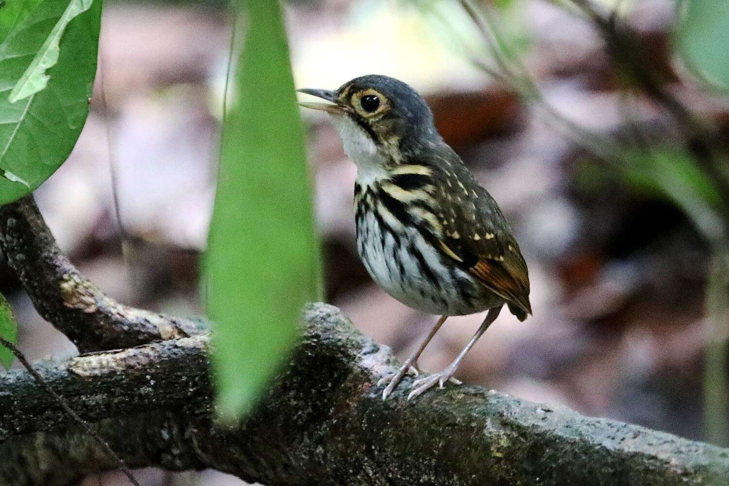 Image of Spectacled Antpitta