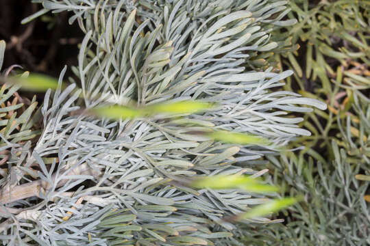 Image of Artemisia arborescens L.