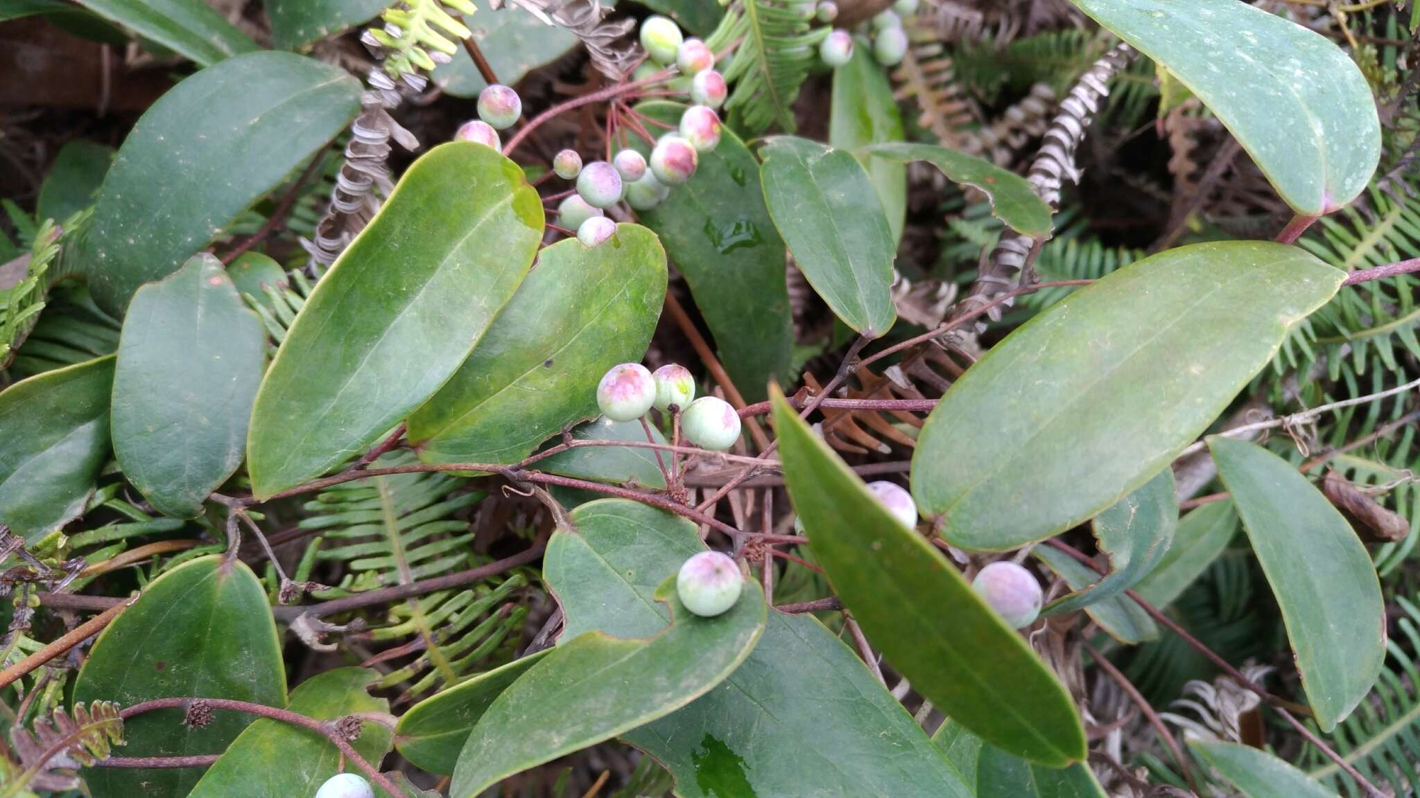 Image of Smilax glabra Roxb.