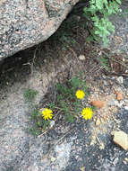 Image of stiffleaf false goldenaster