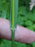 Image of Alaska oniongrass