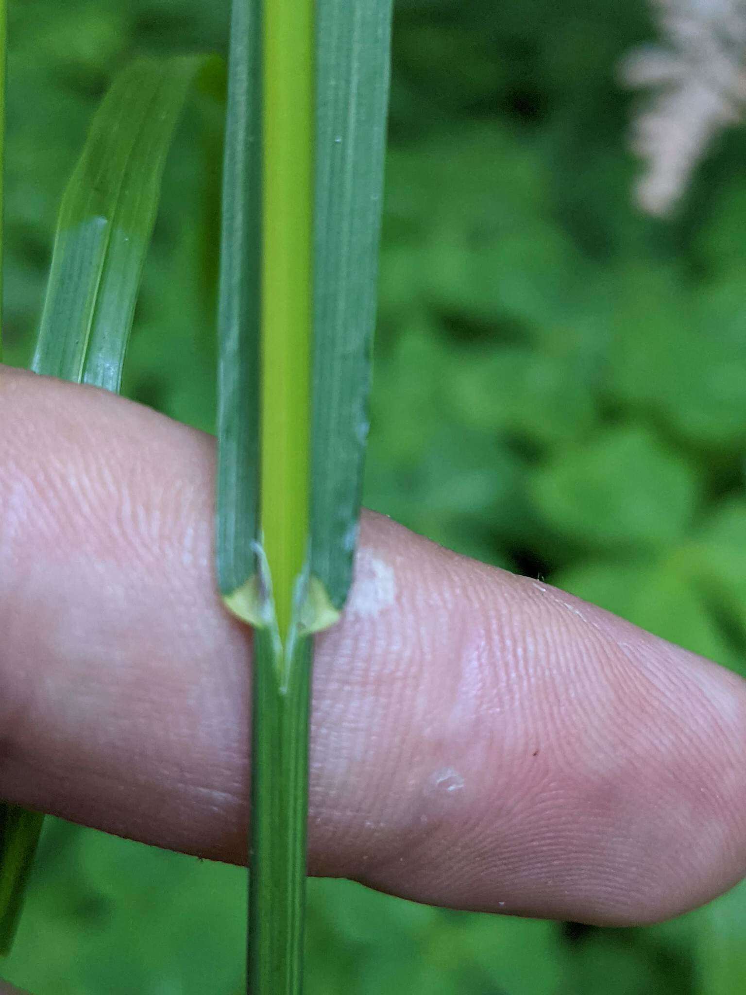 Image of Alaska oniongrass