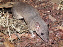 Image of Gray Short-tailed Opossum