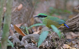 Image of Bar-bellied Pitta