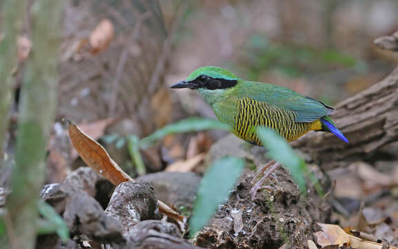 Image of Bar-bellied Pitta