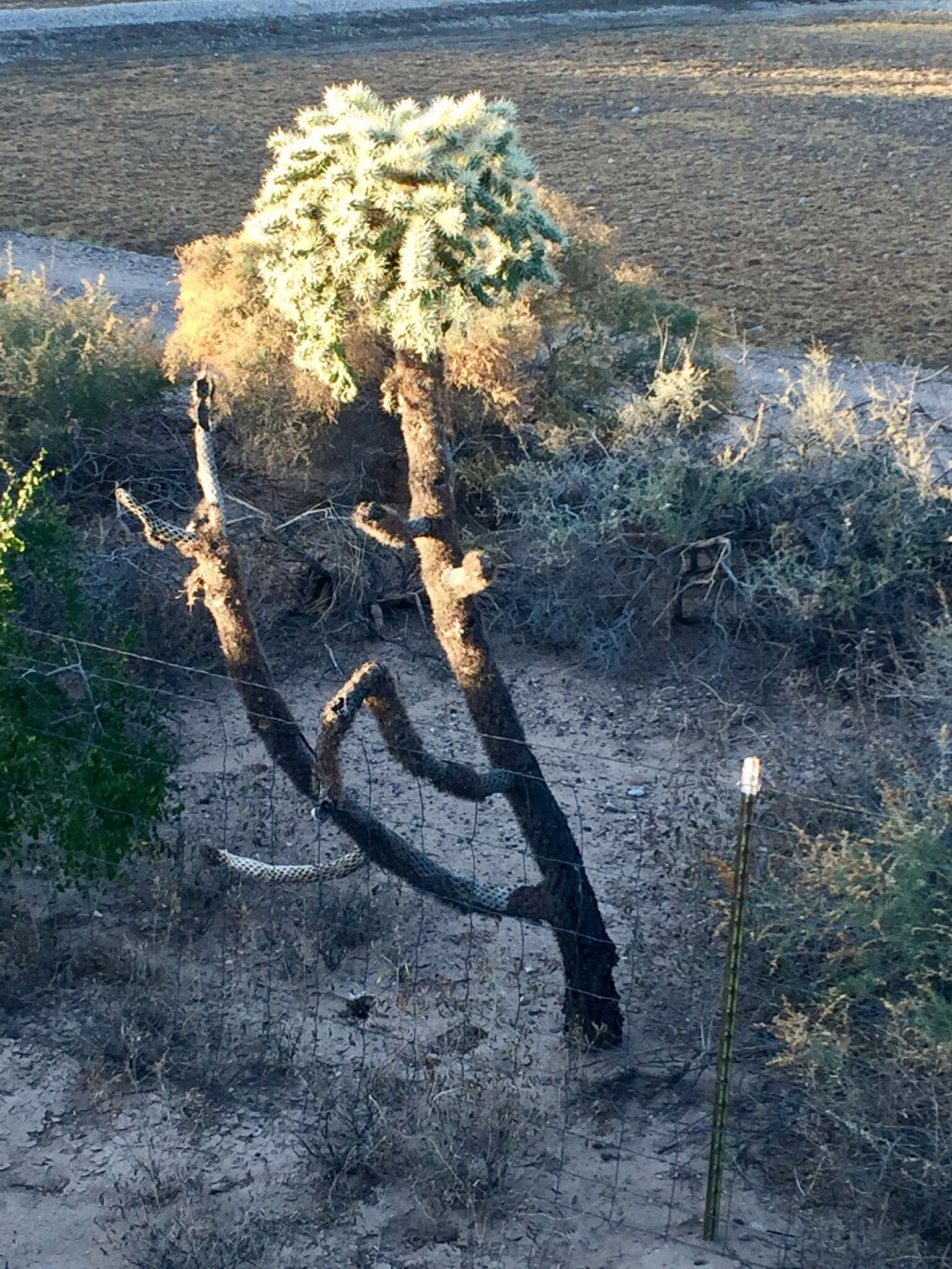 Image of jumping cholla