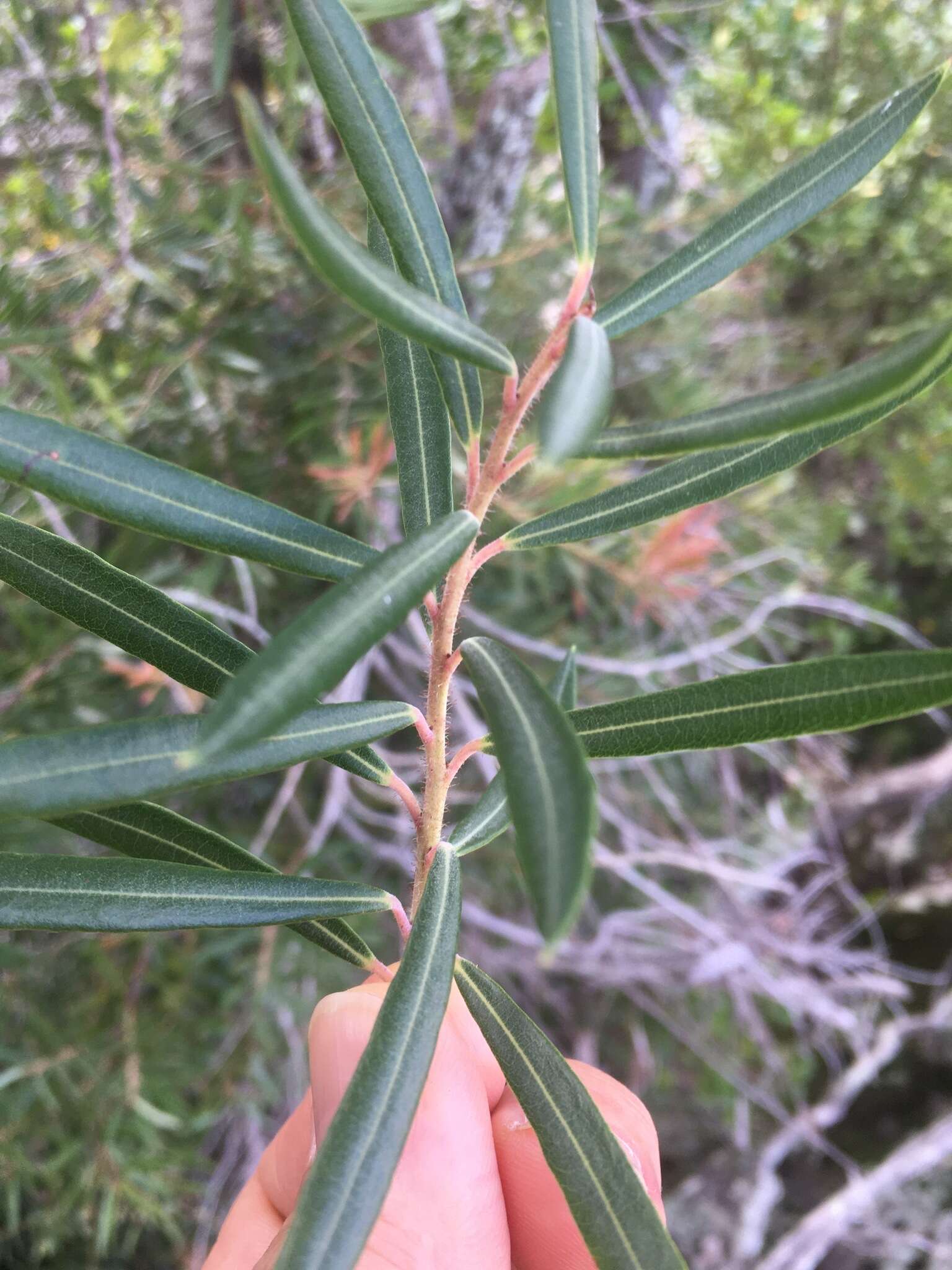 Image of Agarista salicifolia (Lam.) G. Don