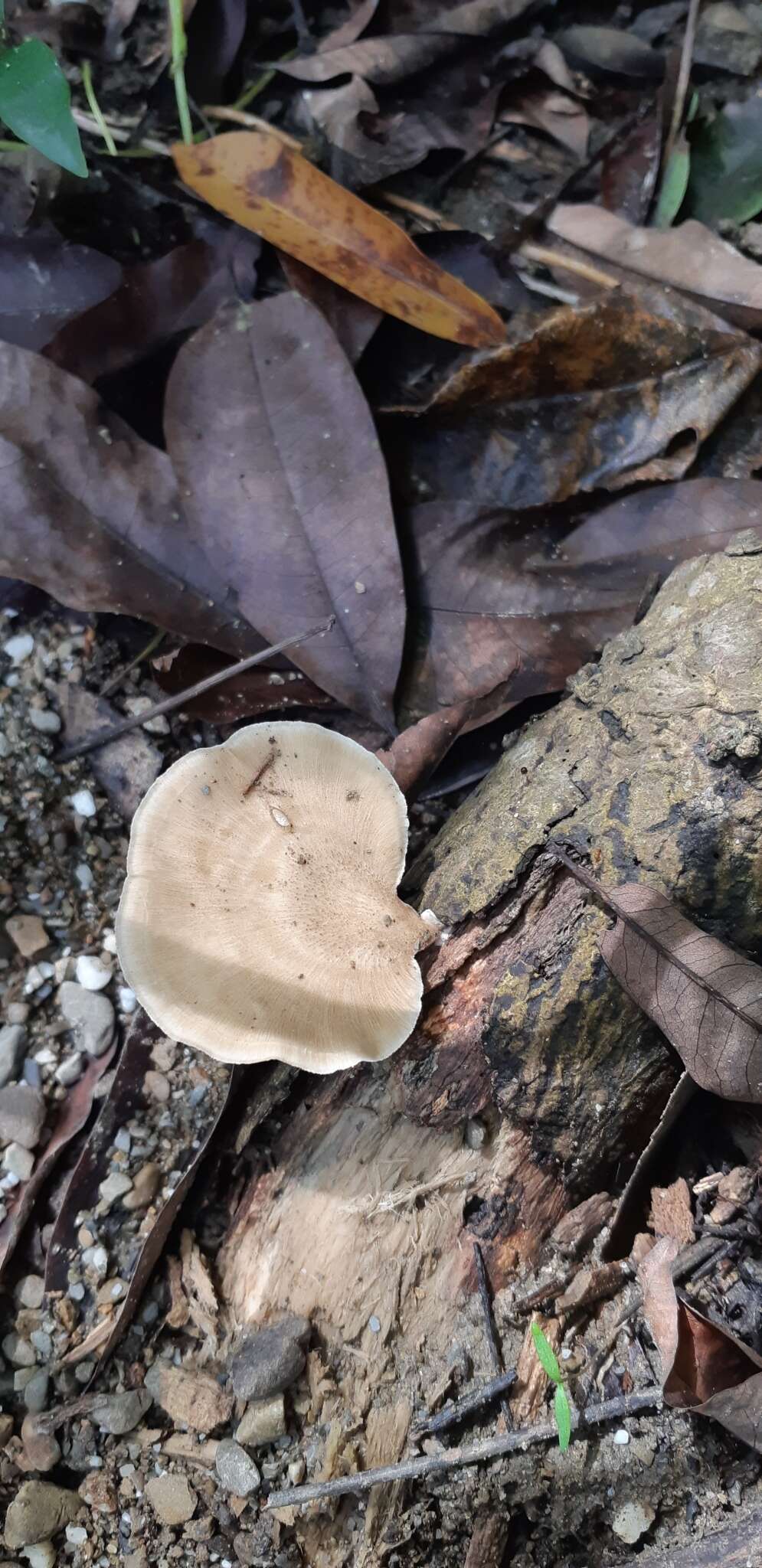 Image de Royoporus spatulatus (Jungh.) A. B. De 1996