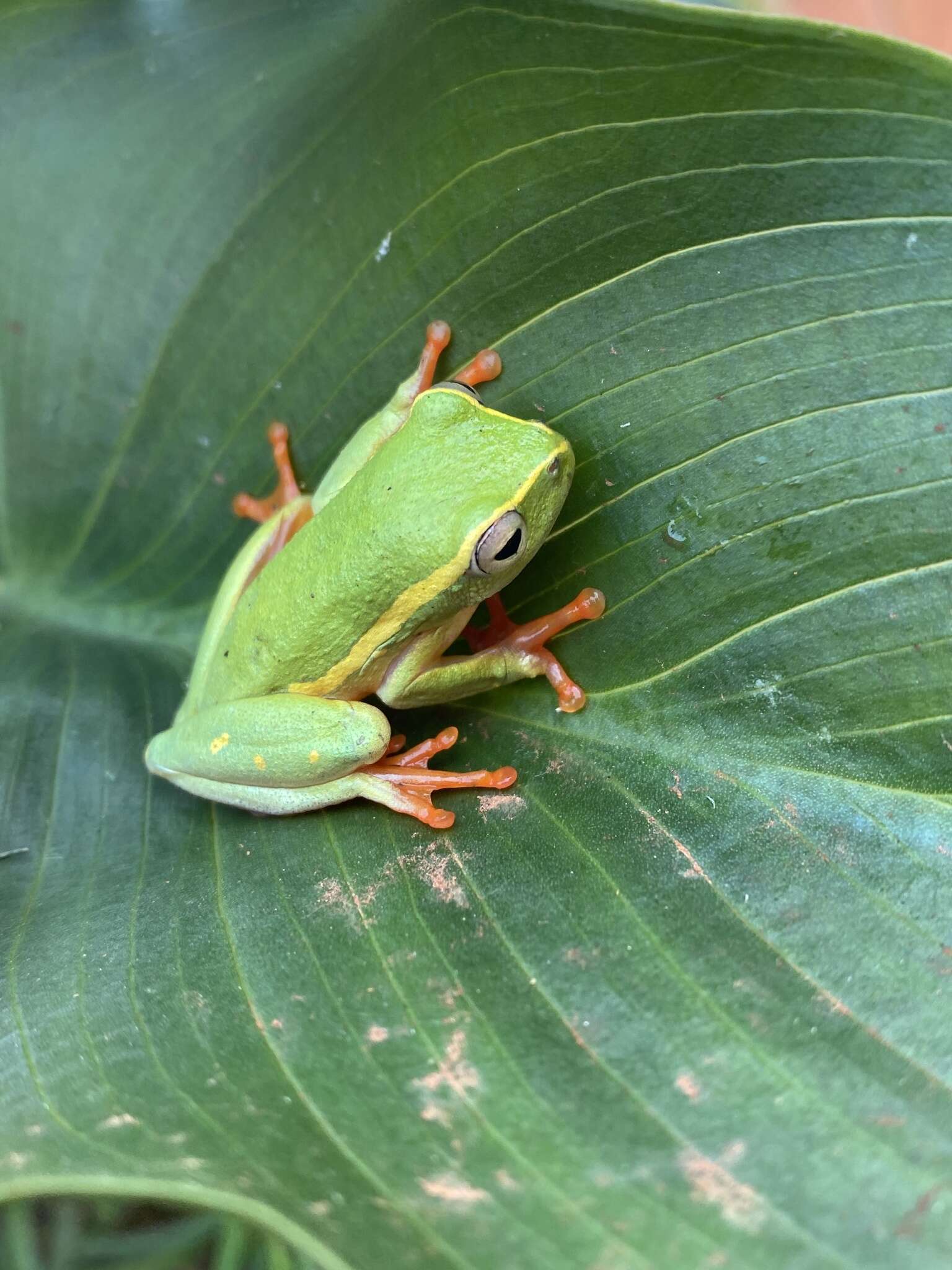 Image of Yellow-striped Reed Frog