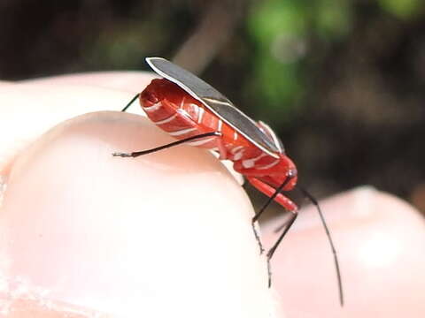 Image of Cotton Stainer